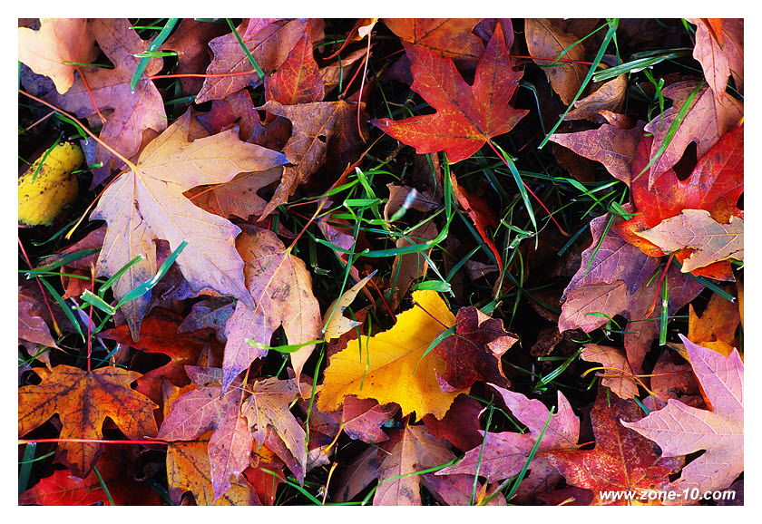 fall-leaves-3ti-zx