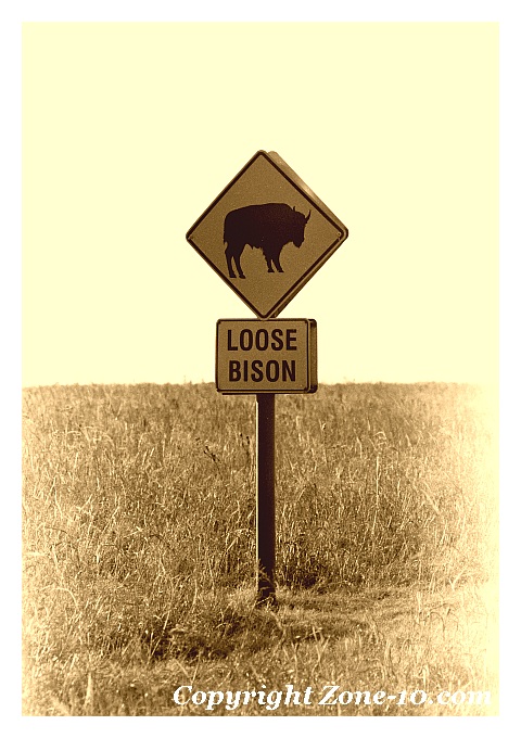 loosebison-web