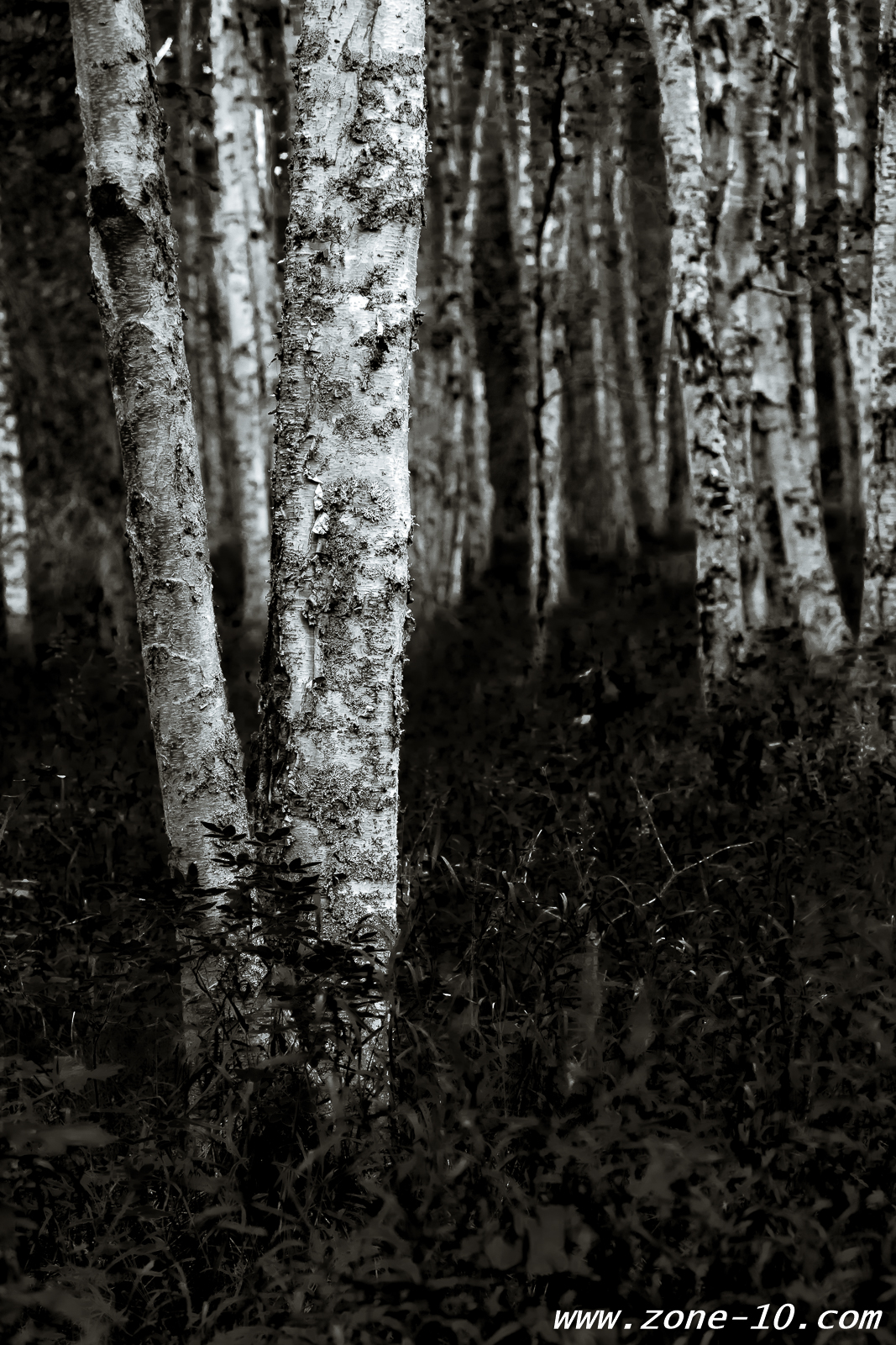 Glowing Trees. Eagle River Nature Center. Canon 6D with OM Zuiko 100/2.8 lens. Processed in Silver Efex Pro.