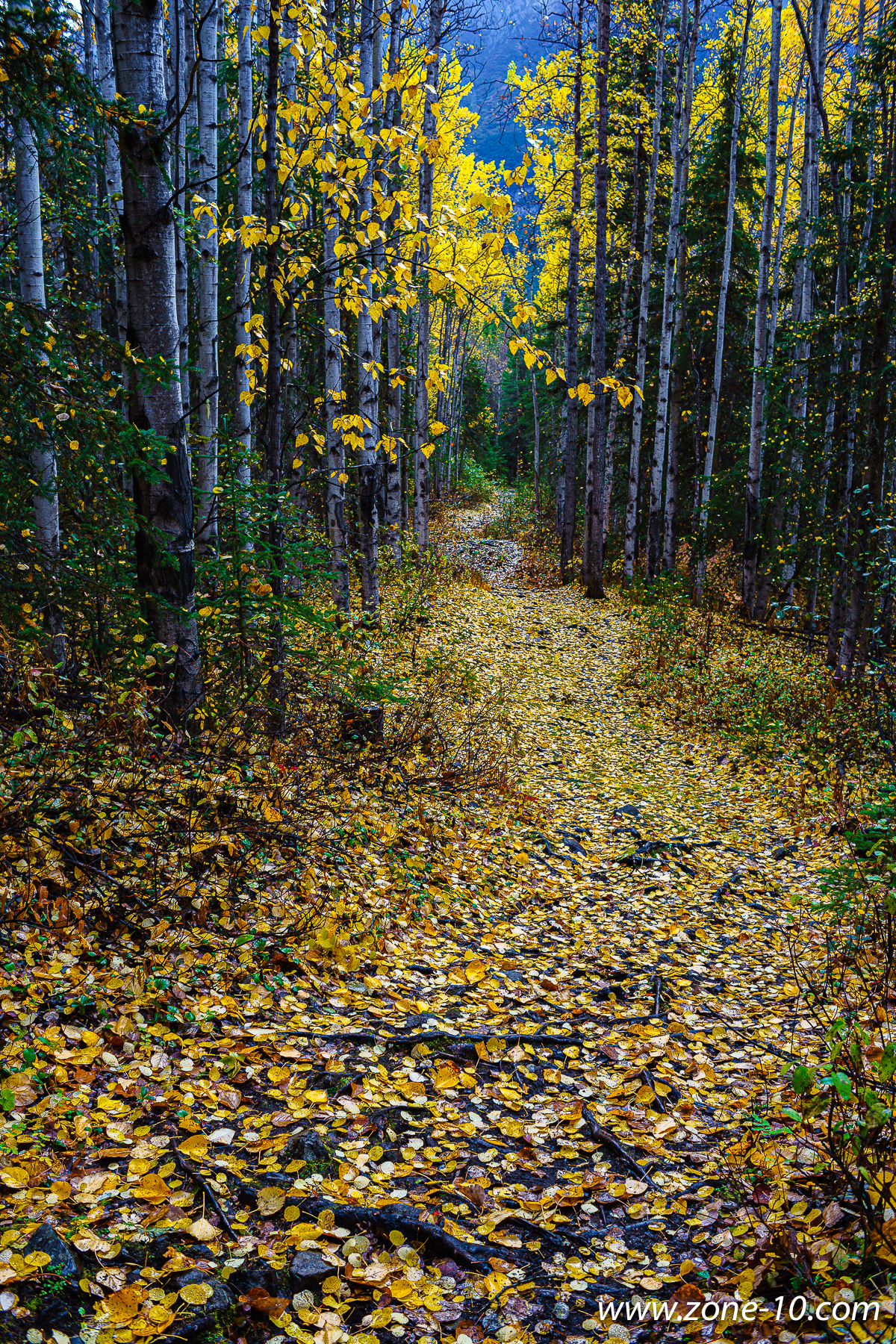 Path and Wet Leaves