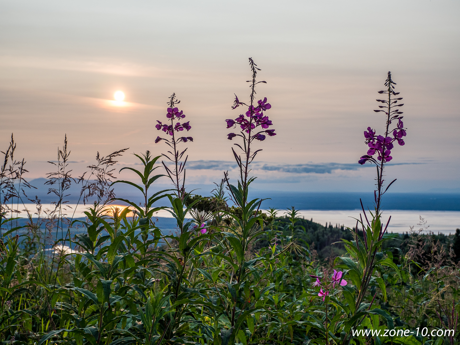 Fireweed and Cook Inlet