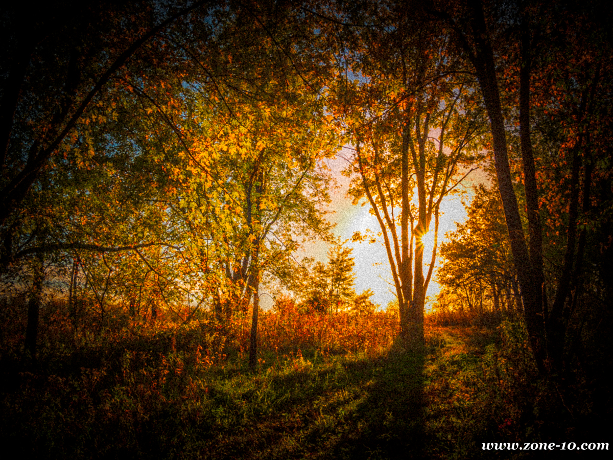 Sunset through the woods