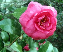 Camellia