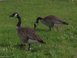 Goose Stepping