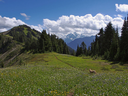 Excelsior Ridge Meadows