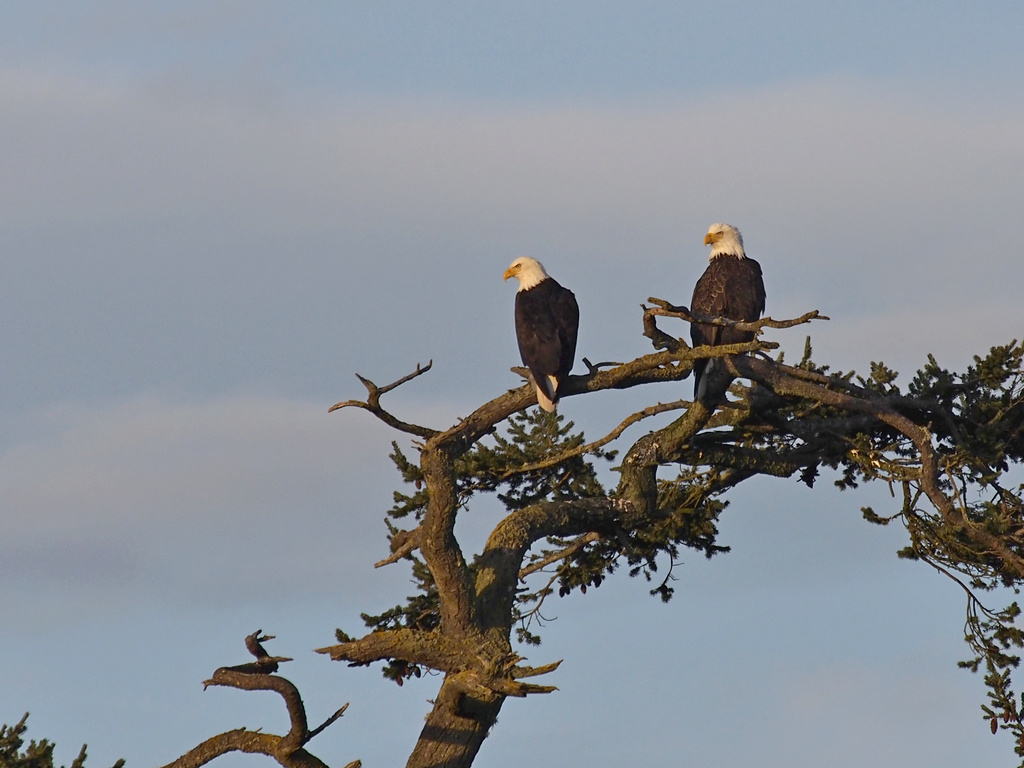 Nesting Pair