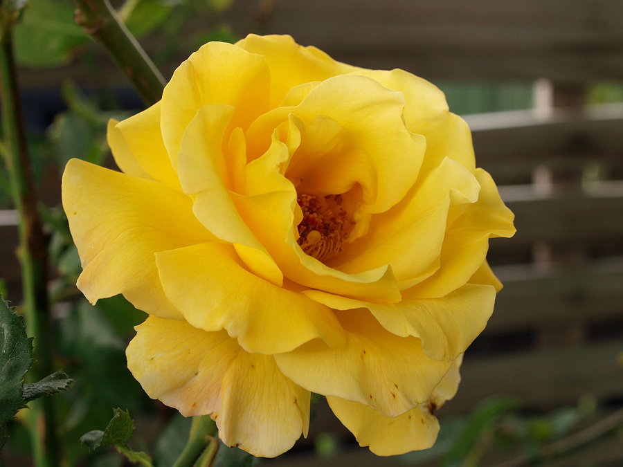 Rose "Arrowtown"