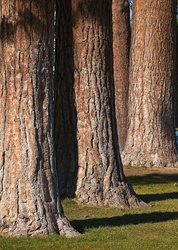 Study of Ponderosa pine trunks in Pioneer Park