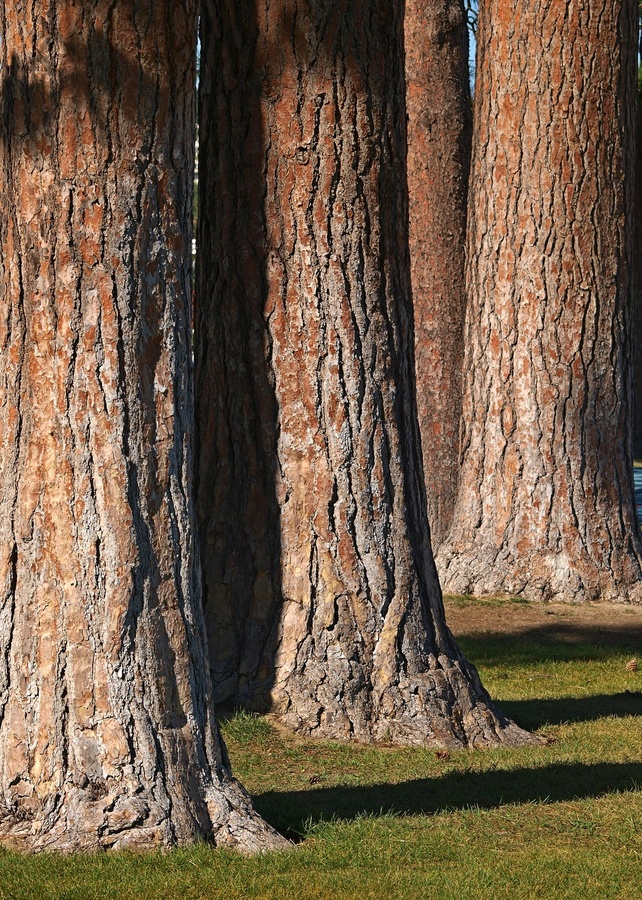 Study of Ponderosa pine trunks in Pioneer Park