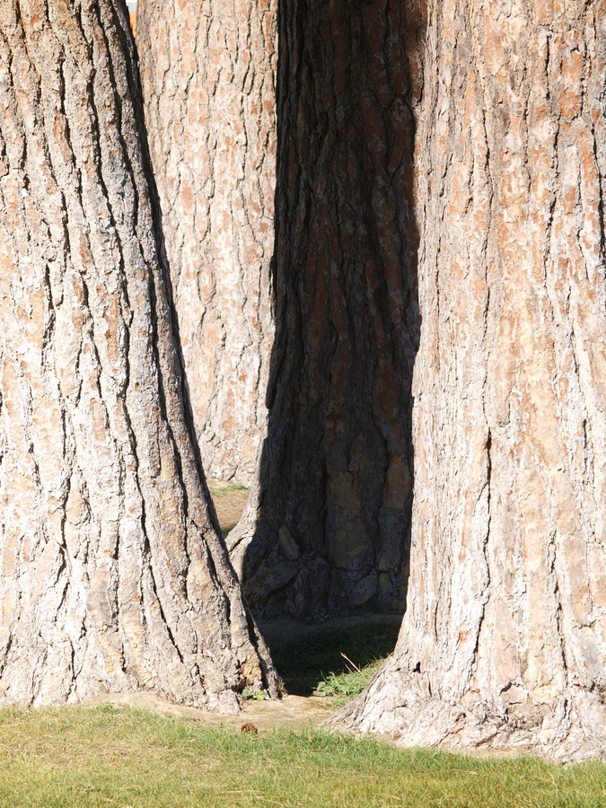 Study of Ponderosa pine trunks in Pioneer Park (1)