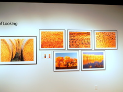 P1310213 Kansas Gold