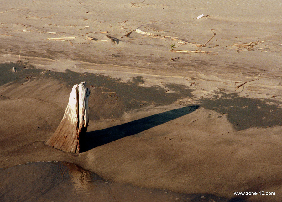 Shark1