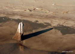 Beach Shark