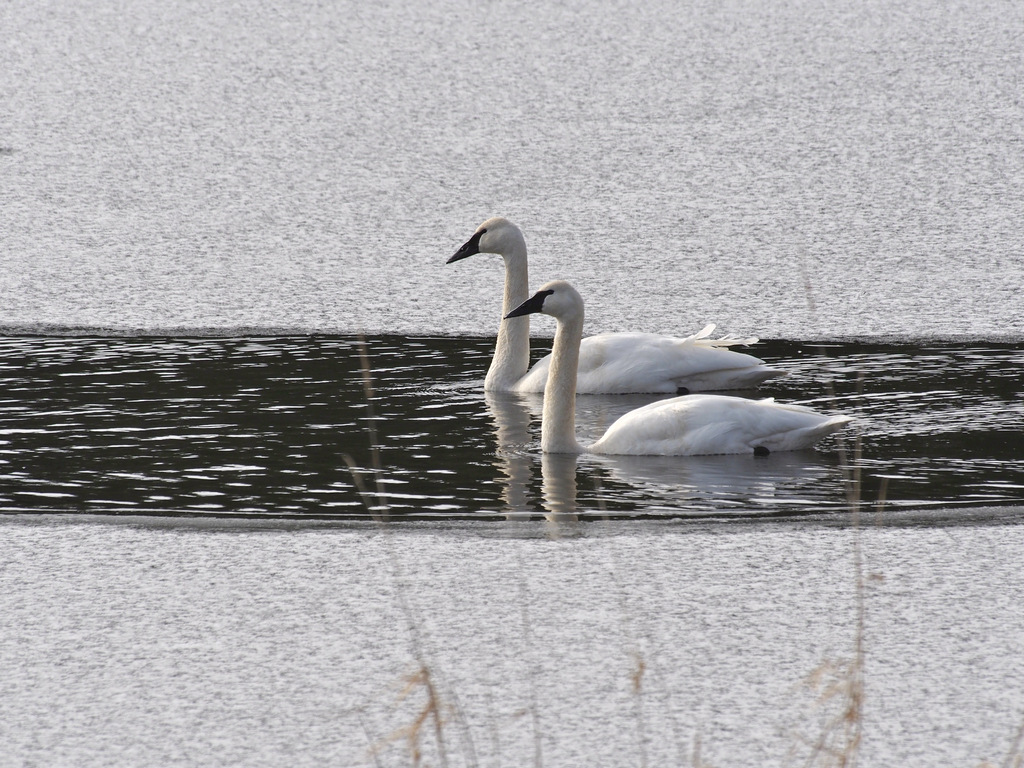 swans