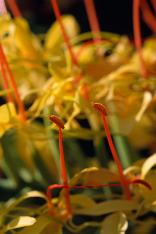 vertical red [Hedychium gardnerianum]