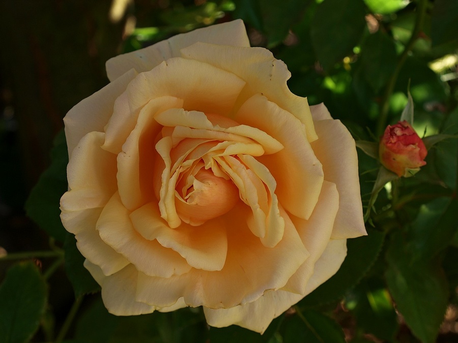 P2261488-rose-1200