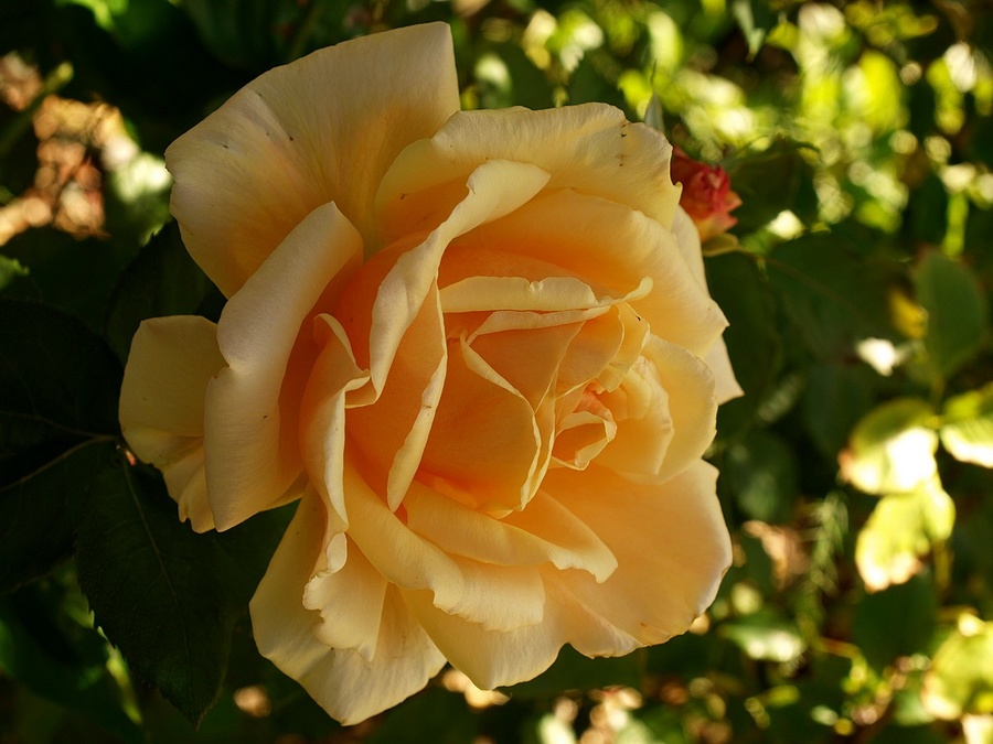 P2261490-rose-1200