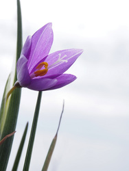 Wildflowers 2014