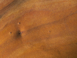 Madrona bark