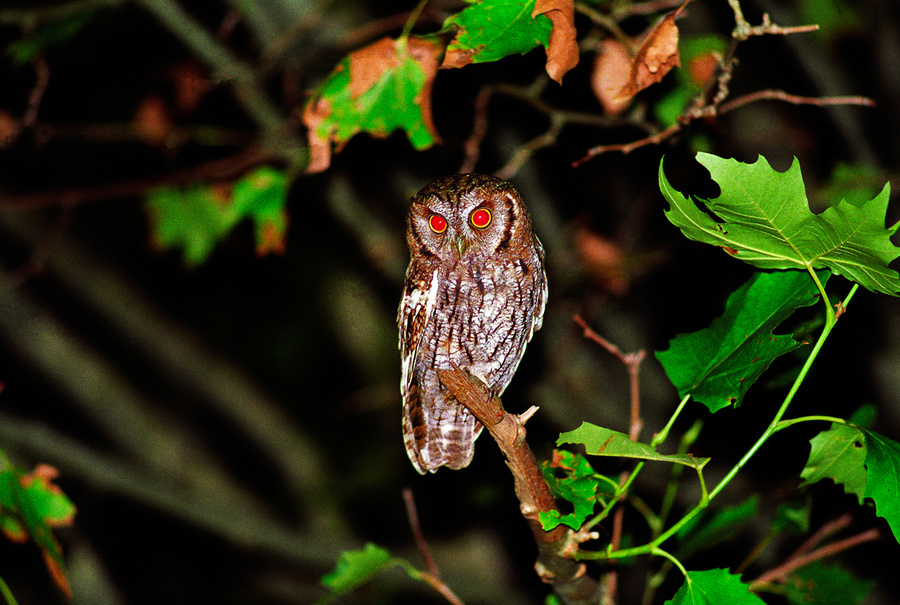 lechuza de Minerva  owl of Minerva - [No sé si la instrucción puede salvarnos, pero no sé de nada mejor. I do not know if educat