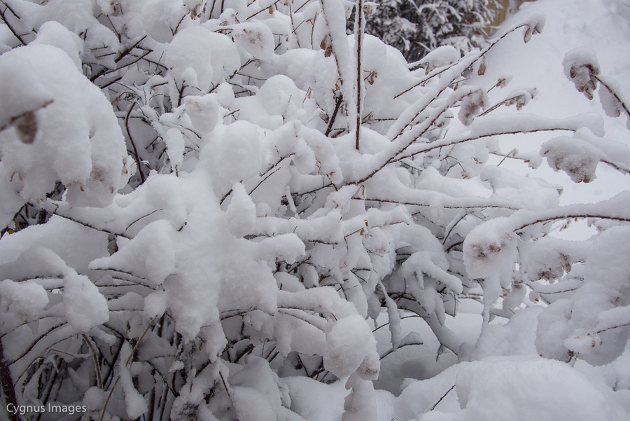 Is Spring Ever Coming?