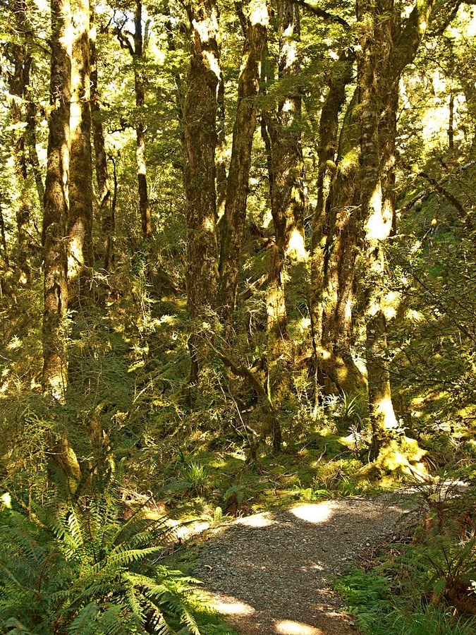 P3101507-silver-beech-forest-Haast-Pass