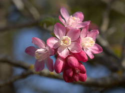 Flowering currant