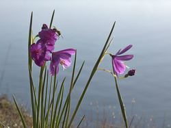 Satin flowers and bee