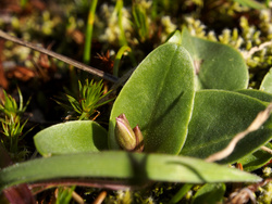 Shootingstar bud