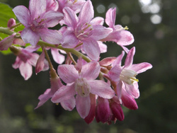 Flowering currant