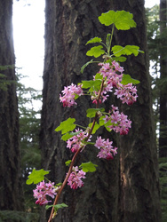 Flowering currant