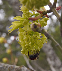 Big leaf maple
