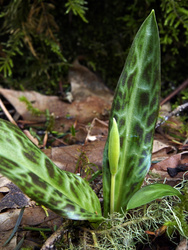 Fawn lily