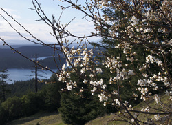plum0054.jpg