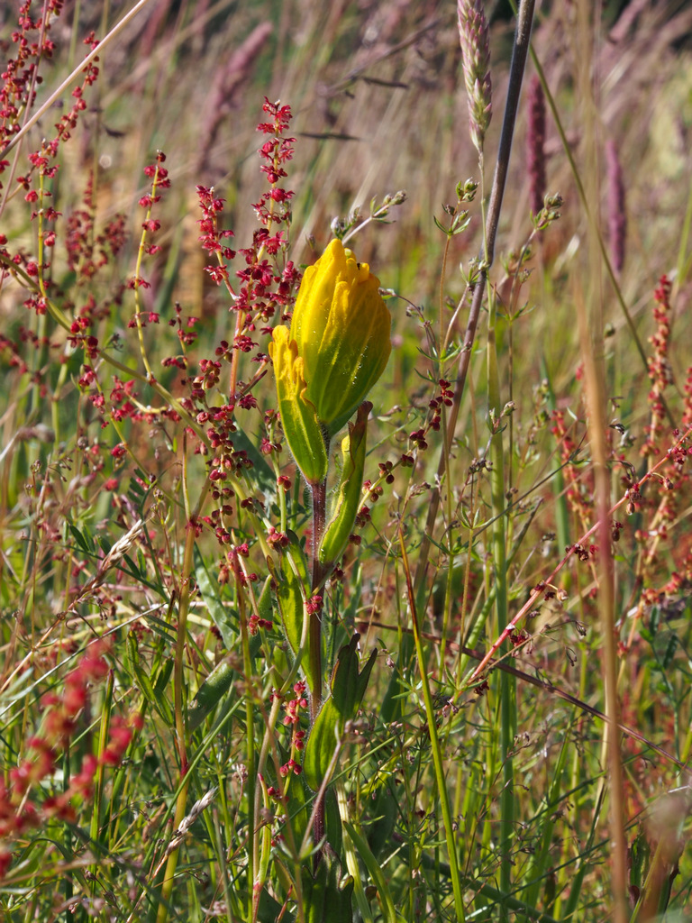 Yellow paintbrush