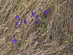 Blue-eyed grass