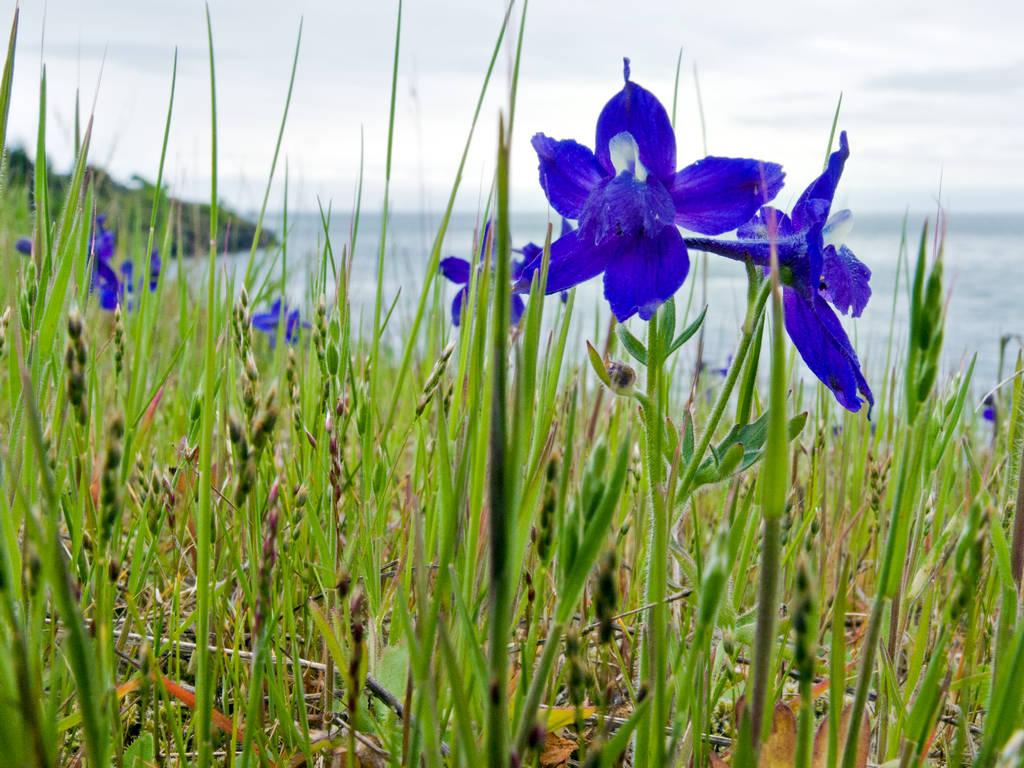 Larkspur