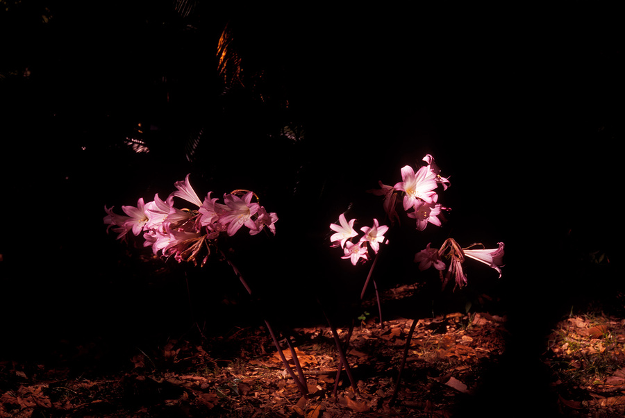escondidas 2 [hidden 2] (Marzo - March 2013)