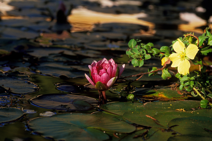 loto 1 [lotus 1] (Marzo - March 2013)