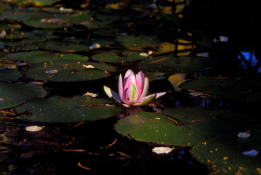 loto 2 [lotus 2] (Marzo - March 2013)