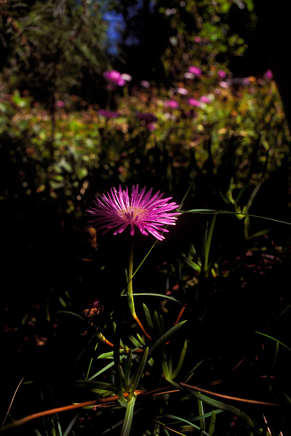 en el jardín del rancho durante enero de dos mi trece - 1 [in the ranch's garden during January two thousand and thirteen - 1]