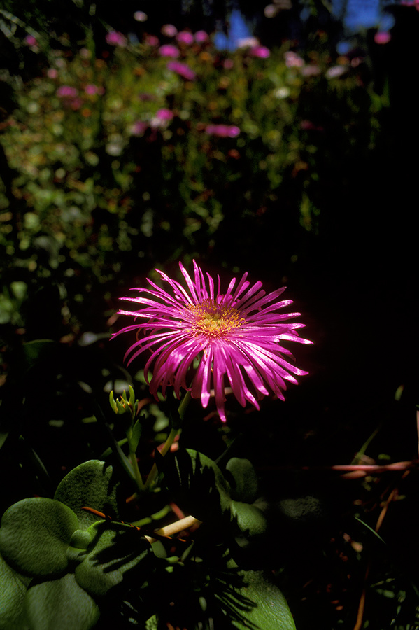 en el jardín del rancho durante enero de dos mi trece - 3 [in the ranch's garden during January two thousand and thirteen - 3]