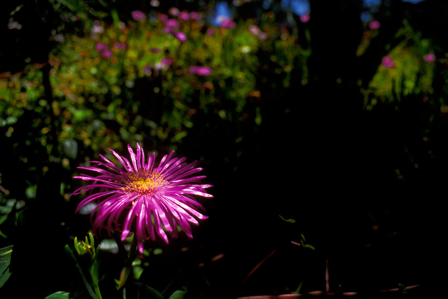 en el jardín del rancho durante enero de dos mi trece - 2 [in the ranch's garden during January two thousand and thirteen - 2]