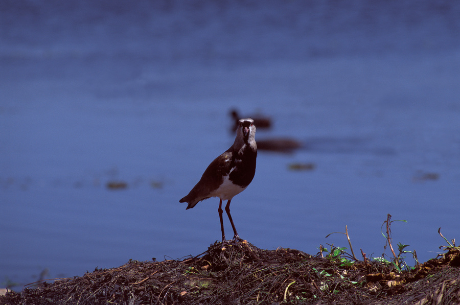 Tero Tero (Vanellus chilensis).