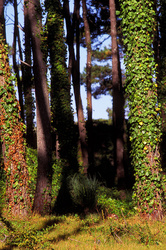 esos pinos hacia el Este [those pine trees to the East].