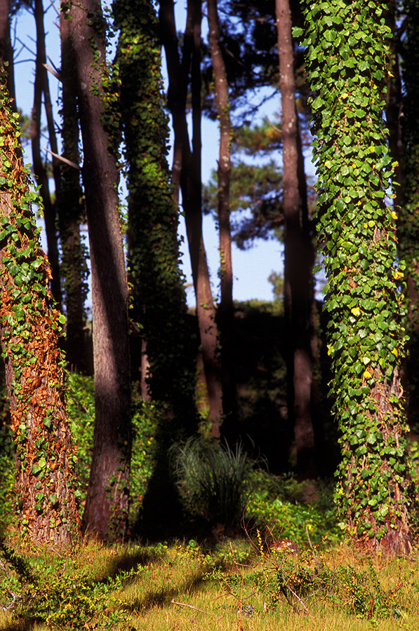 esos pinos hacia el Este [those pine trees to the East].