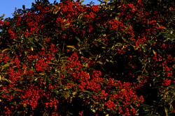 cerco de mi jardín al amanecer de una mañana de otoño [hedge of my garden in an autumn morning sunrise] - output sharpener