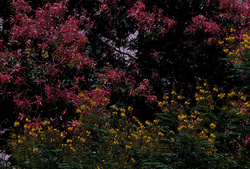 palo borracho (Chorisia speciosa) y acacia