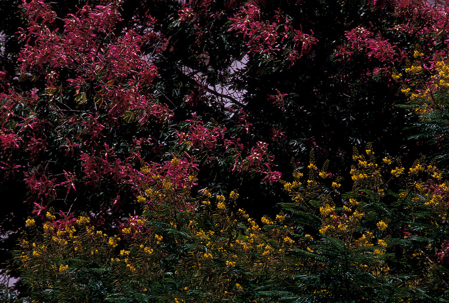 palo borracho (Chorisia speciosa) y acacia