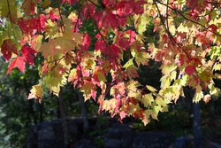 assorted fall colors